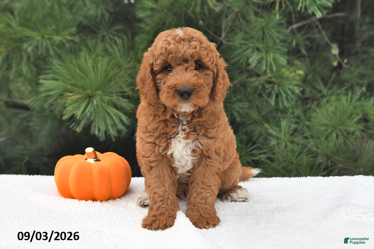 Mini Goldendoodle dogs Milo  - Ad 1