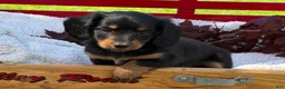 Miniature Dachshund dogs for sale: Birdie - Ad 8