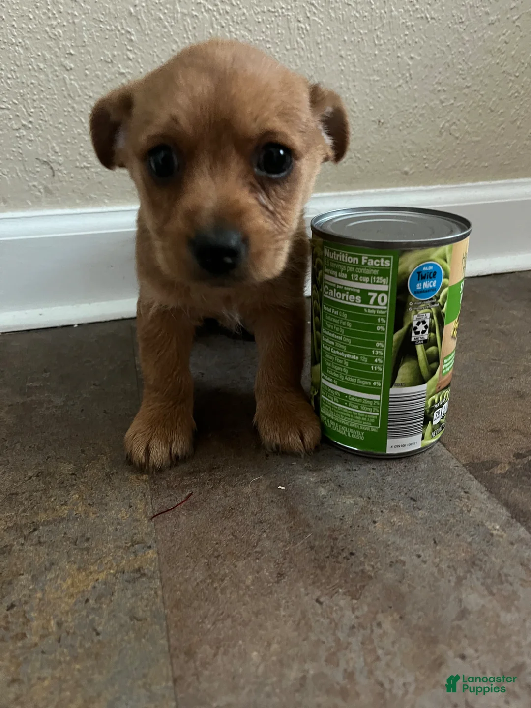 Doxiepoo dogs for sale: Little Mary  - Ad 2