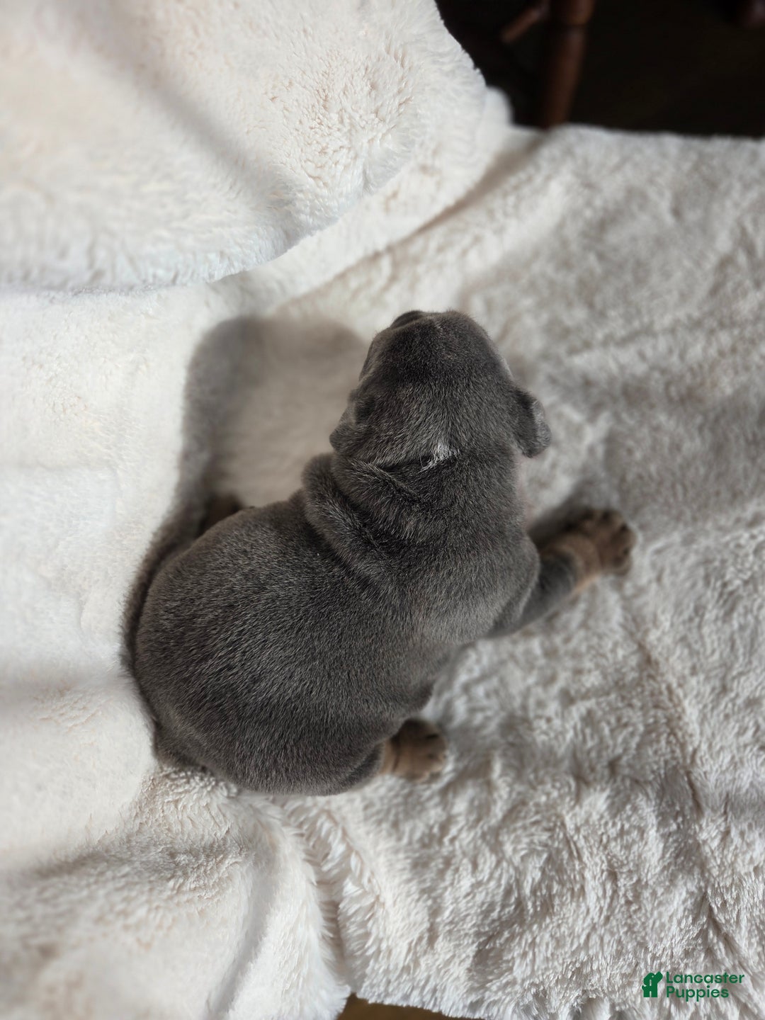 English Bulldog dogs for sale: Kojak - Ad 3