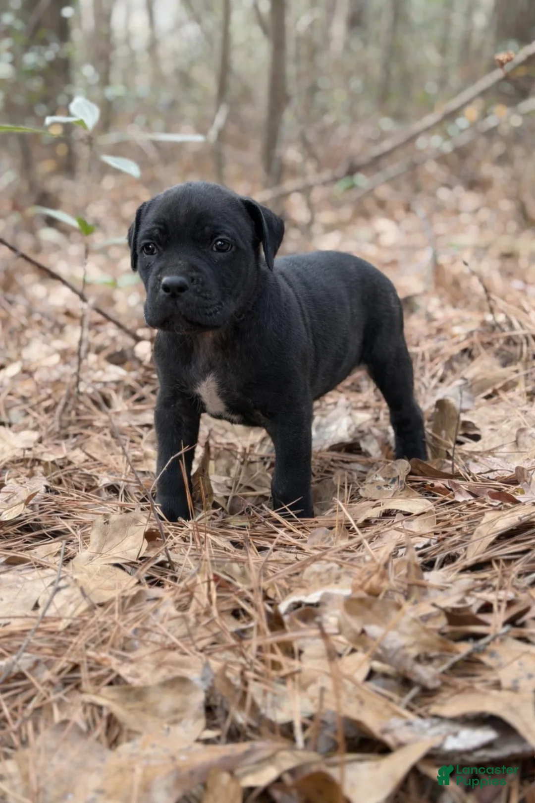 Cane Corso dogs for sale: Styx - Ad 2