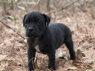 Cane Corso dogs Styx - Ad 32