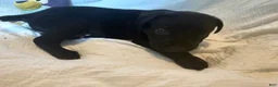 Cane Corso dogs for sale: Dean AKC green collar - Ad 31