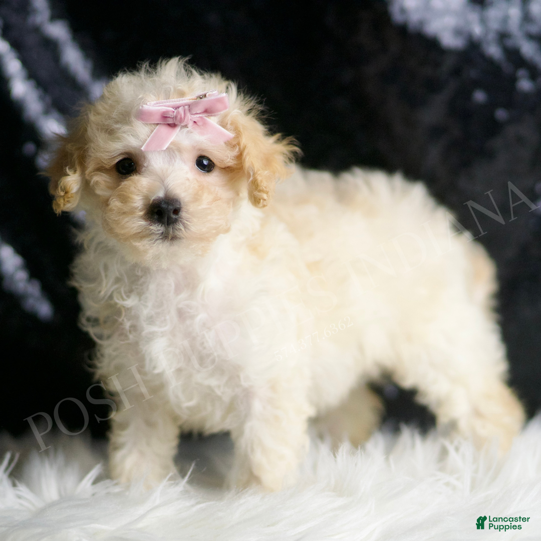 Maltipoo dogs for sale: Spice Cake - Ad 1