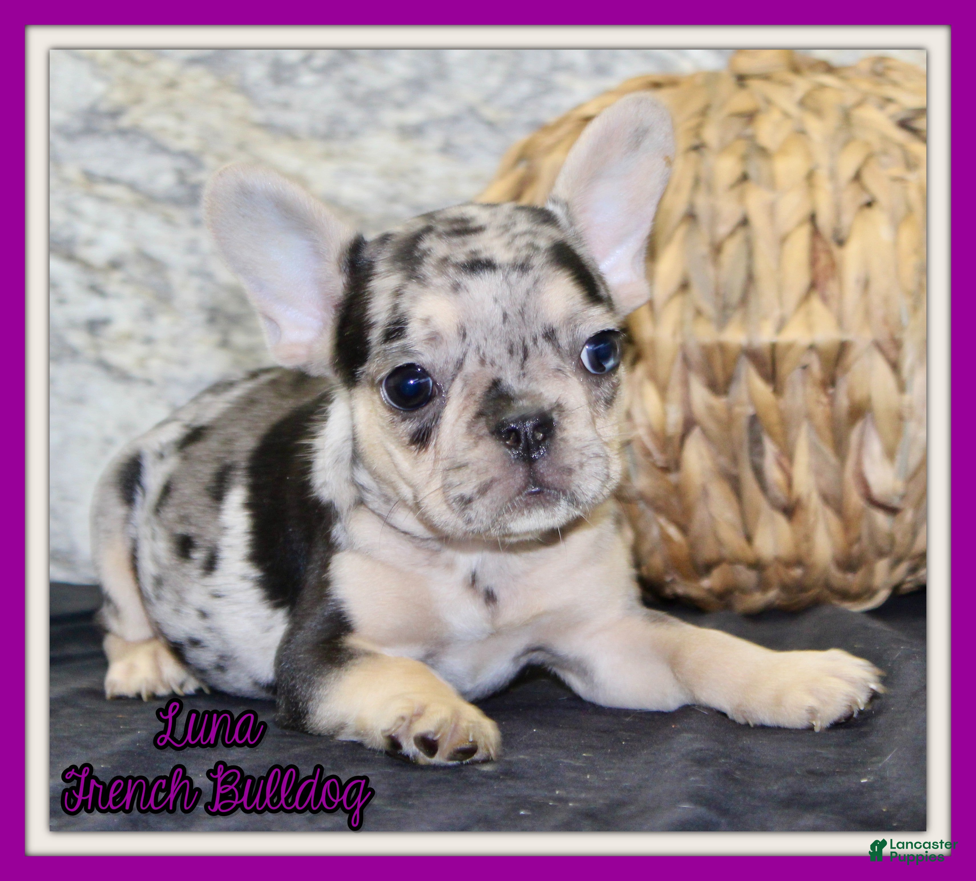 French Bulldog dogs Luna - Ad 1