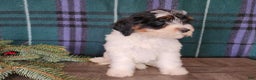 Mini Bernedoodle dogs for sale: Vixon - Ad 8