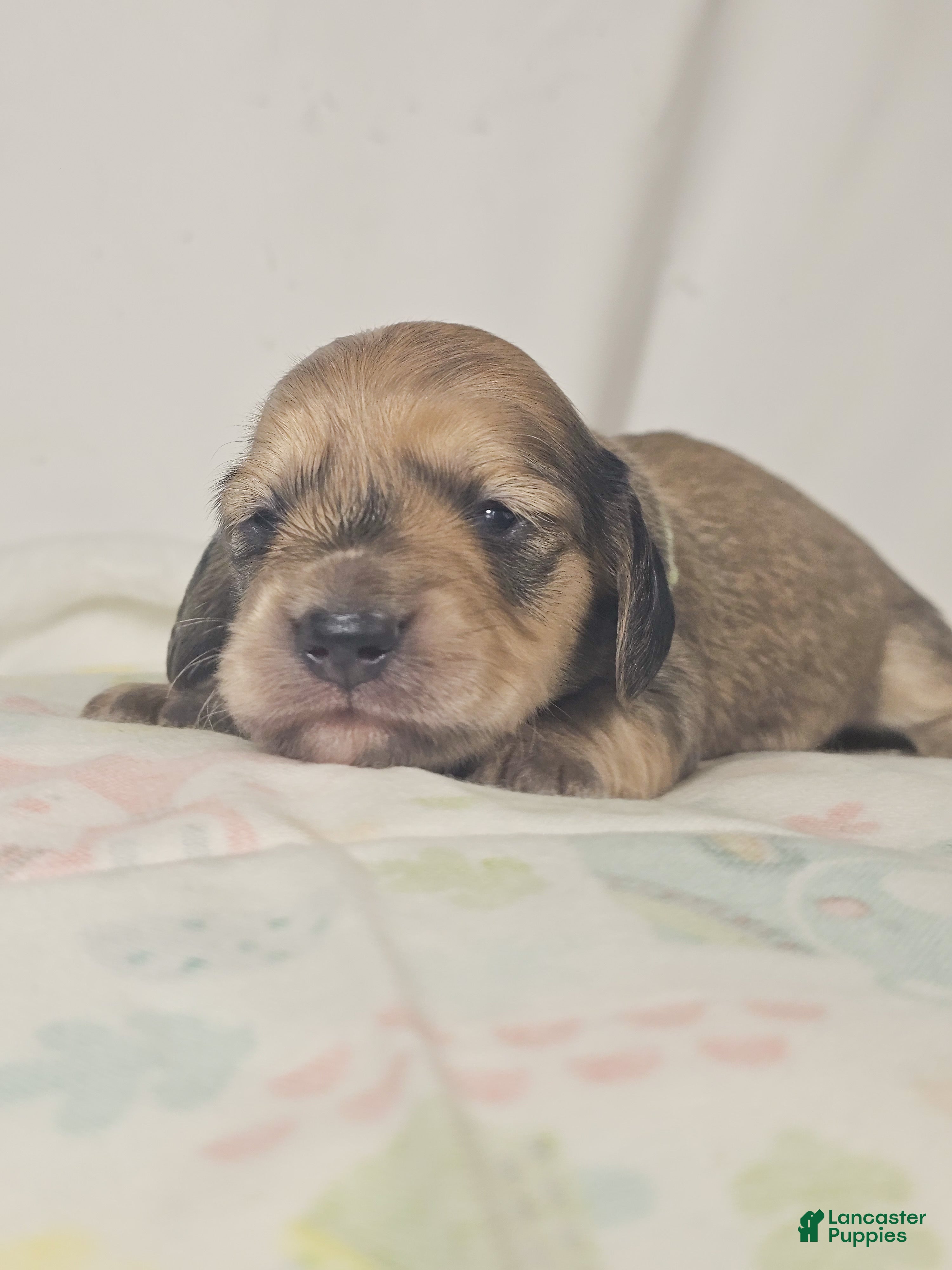 Miniature Dachshund dogs Pickles - Ad 2