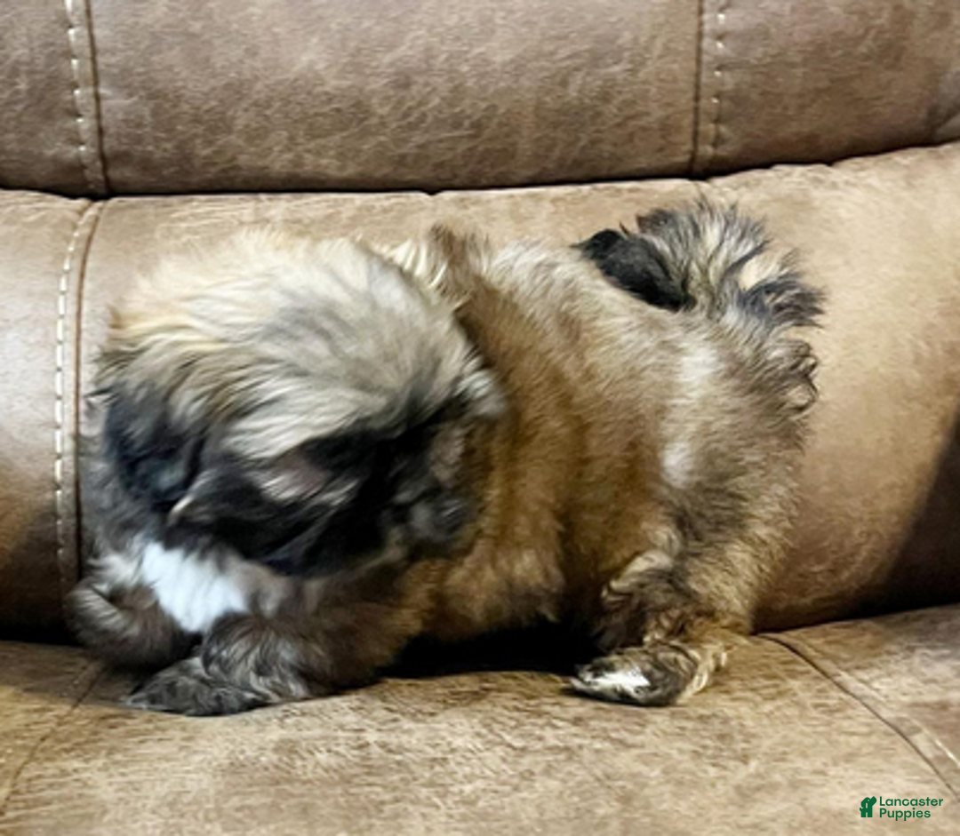 Shih Tzu dogs for sale: AKC Woody - Ad 4
