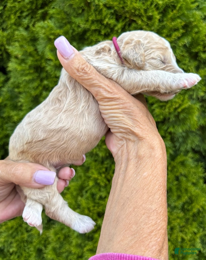 Goldendoodle dogs Maroon  - Ad 2