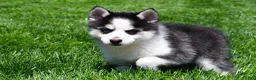 Pomsky dogs for sale: Ozzy - Ad 7