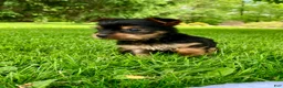 Yorkshire Terrier dogs for sale: Amelia  - Ad 3