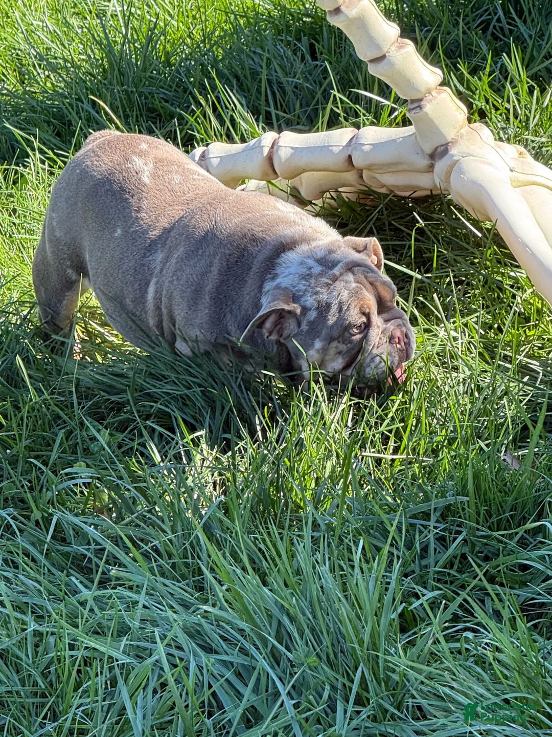 English Bulldog dogs for sale: English Bulldog 1 - Ad 3