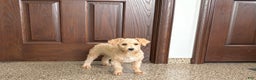 Maltipoo dogs for sale: Bennie - Ad 10