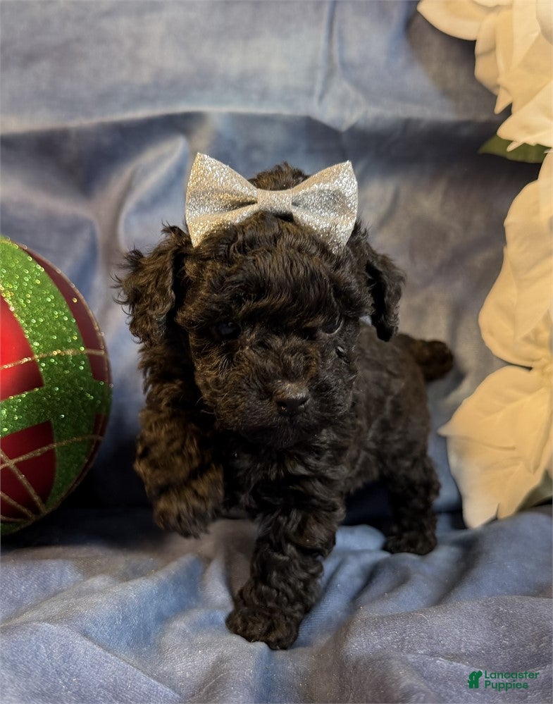 Toy Poodle dogs Toy Poodle Puppy 1 - Ad 39