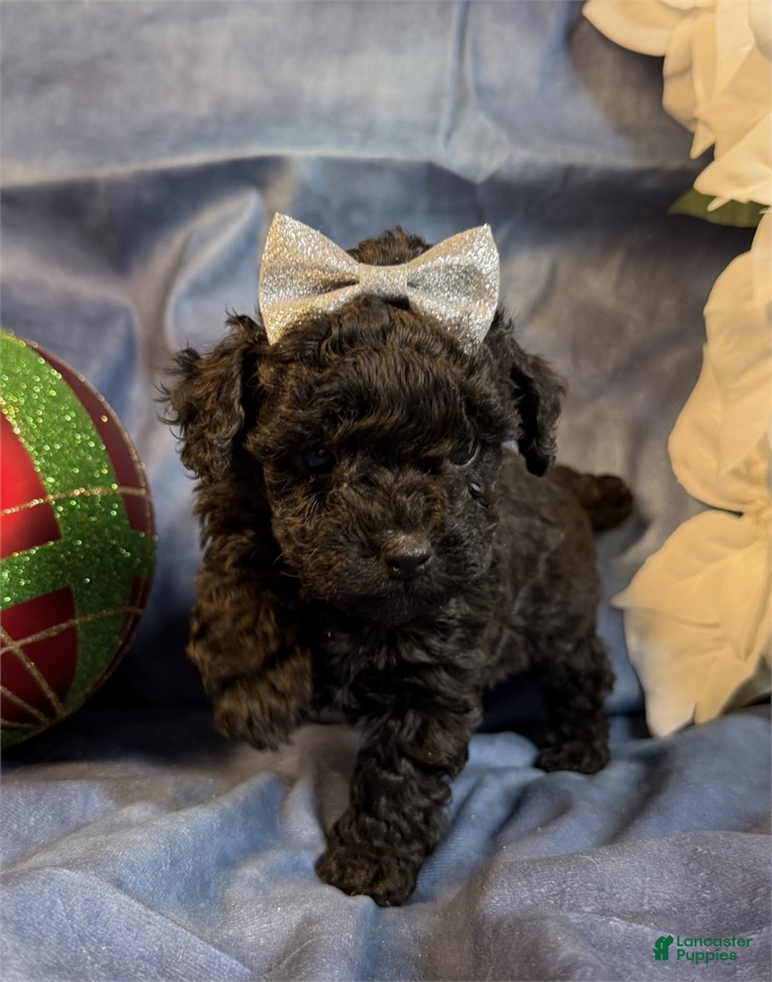 Toy Poodle dogs for sale: Toy Poodle Puppy 1 - Ad 1