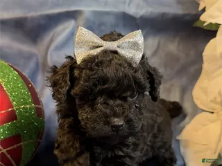 Toy Poodle dogs Toy Poodle Puppy 1 - Ad 41