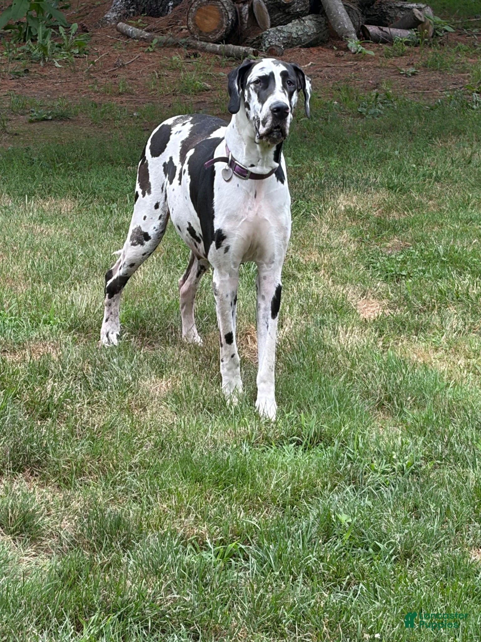 Great Dane dogs Cassidy  - Ad 2