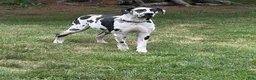 Great Dane dogs for sale: Cassidy  - Ad 5