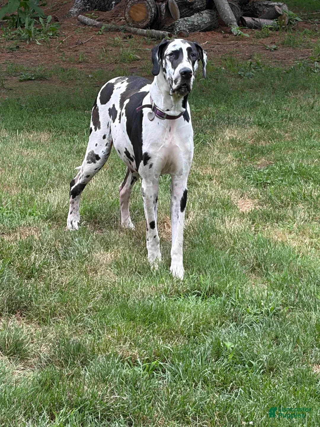 Great Dane dogs for sale: Cassidy  - Ad 2