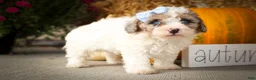 Miniature Poodle dogs for sale: Juno🦴  - Ad 20