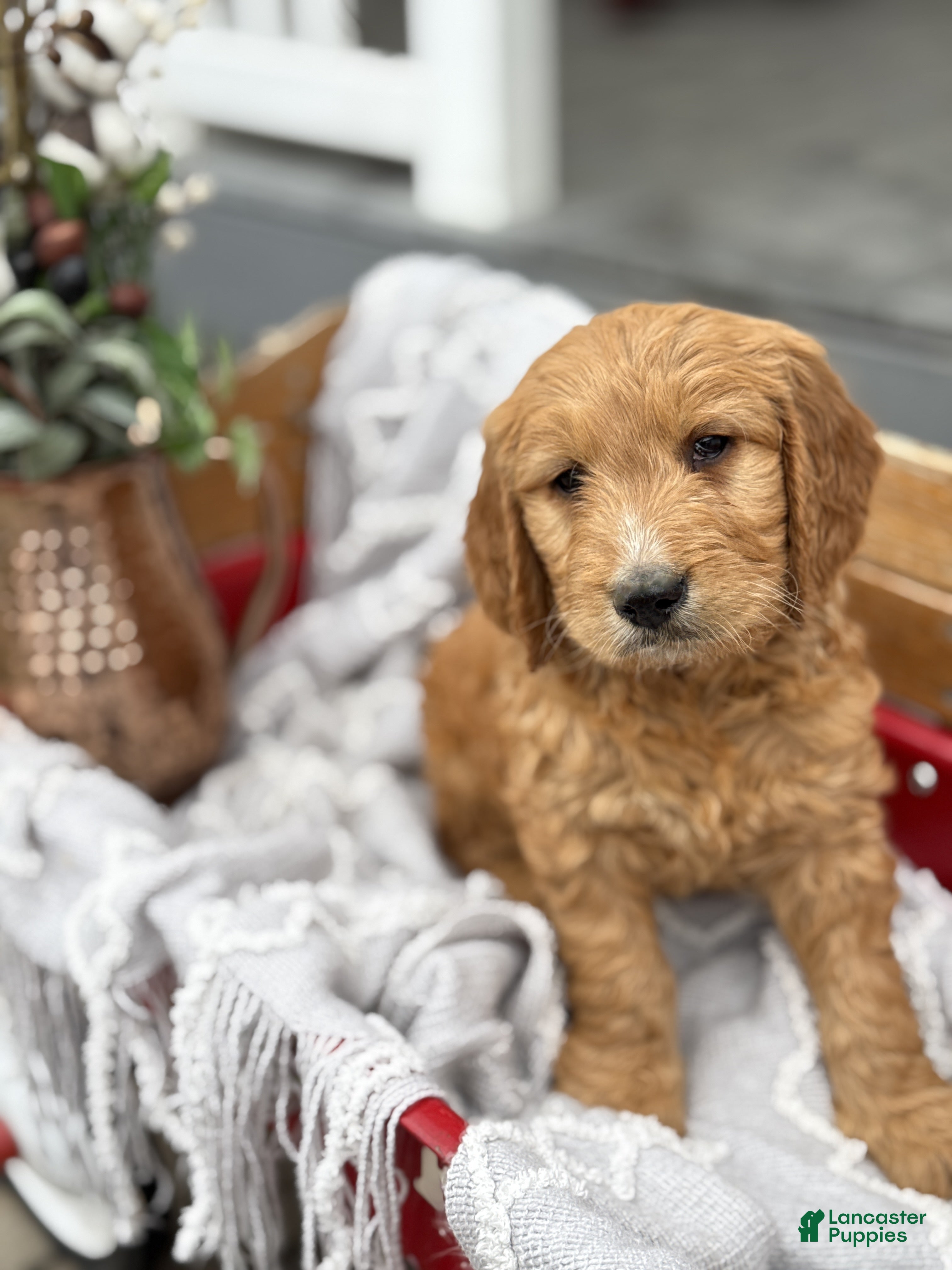 Goldendoodle dogs Oscar - Ad 1