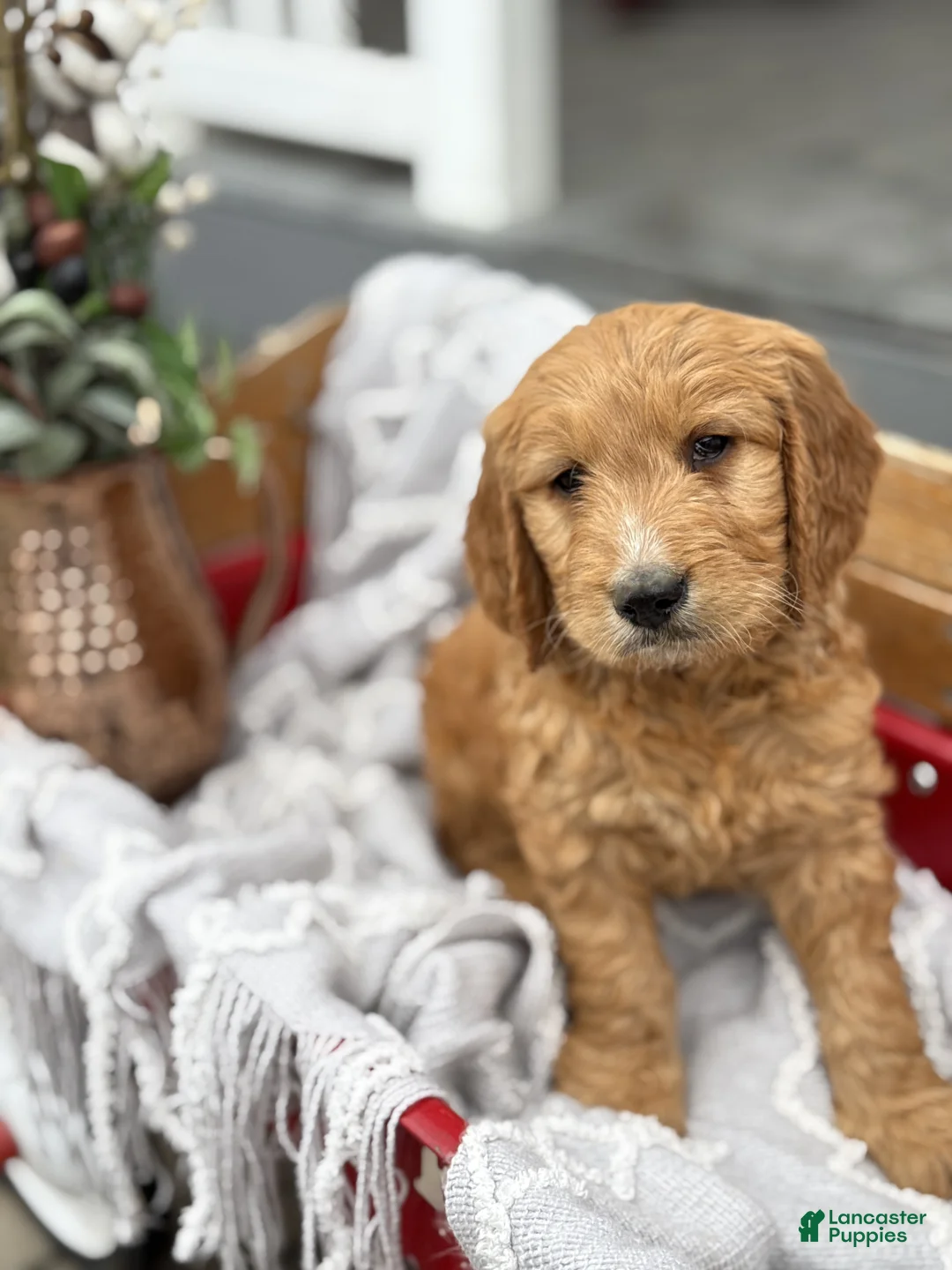 Goldendoodle dogs for sale: Oscar - Ad 1