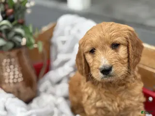 Goldendoodle dogs for sale: Oscar - Ad 4