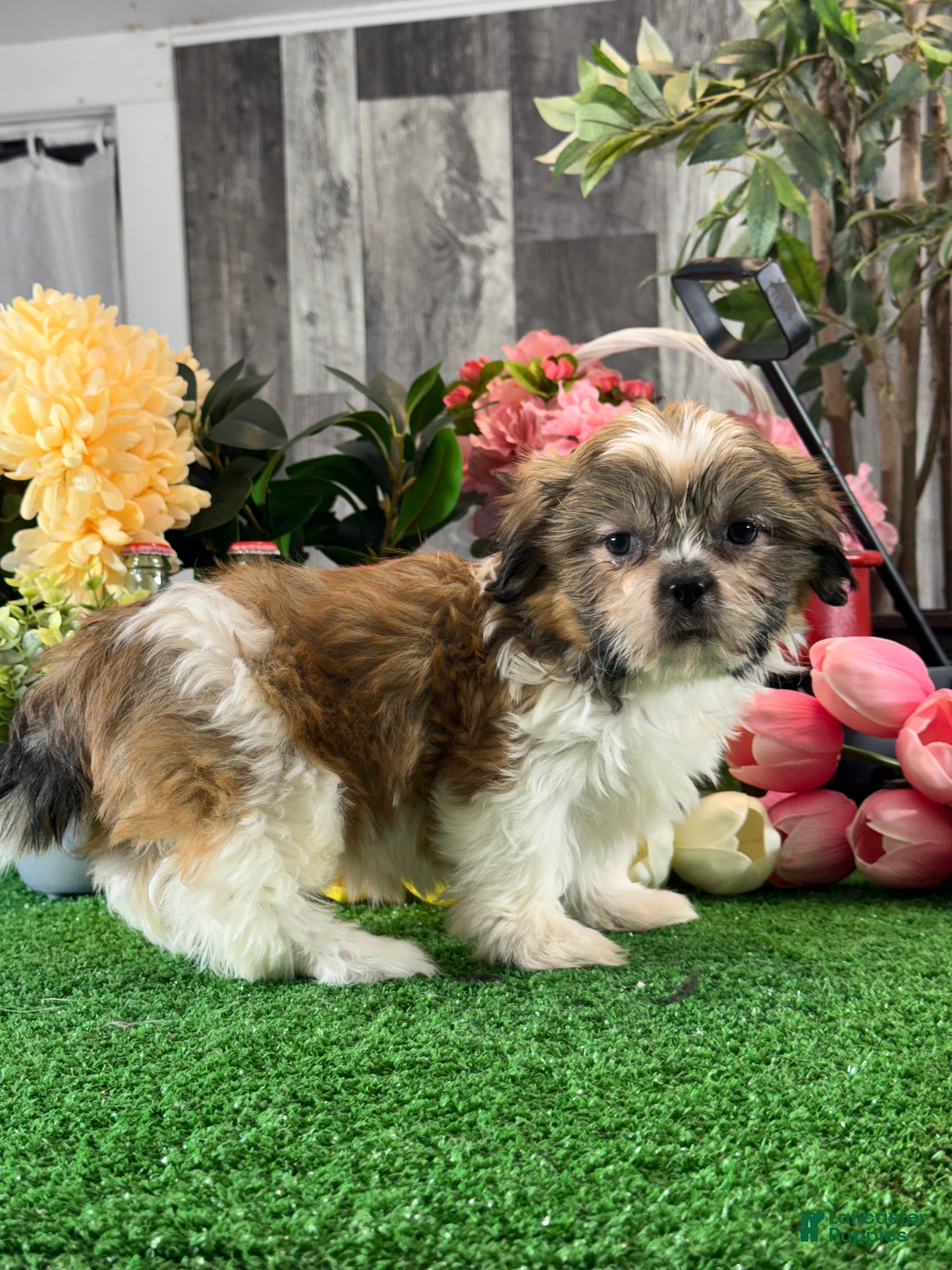 Shih Tzu dogs for sale: Sugar  - Ad 5