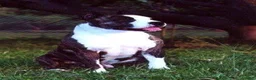 American Staffordshire Terrier dogs for sale: American Staffordshire Terrier 2 - Ad 16