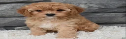Cavapoo dogs for sale: Maggie  - Ad 4