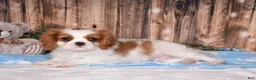 Cavalier King Charles Spaniel dogs for sale: Carl - Ad 4