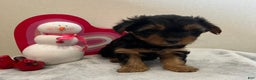Yorkshire Terrier dogs for sale: Lilly - Ad 7