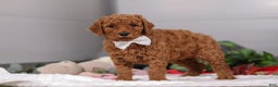 Standard Poodle dogs for sale: Claire - Ad 4