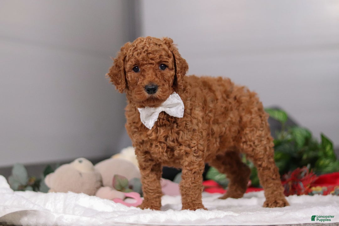 Standard Poodle dogs for sale: Claire - Ad 4