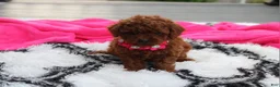 Toy Poodle dogs for sale: Kali - Ad 11