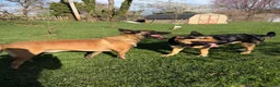 Mixed Breed dogs for sale: Mocha - Ad 8