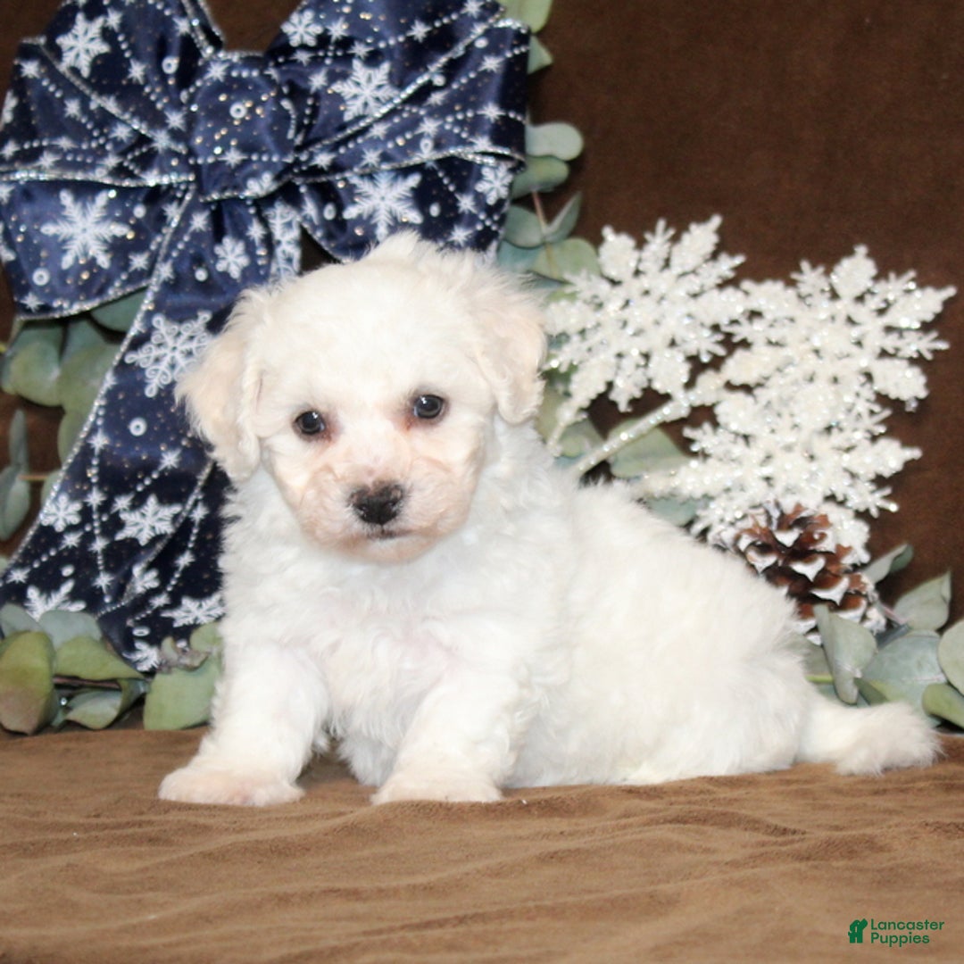 Bichon Frise dogs for sale: Tipton - Ad 4
