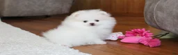 Pomeranian dogs for sale: Teacup Pamela - Ad 7