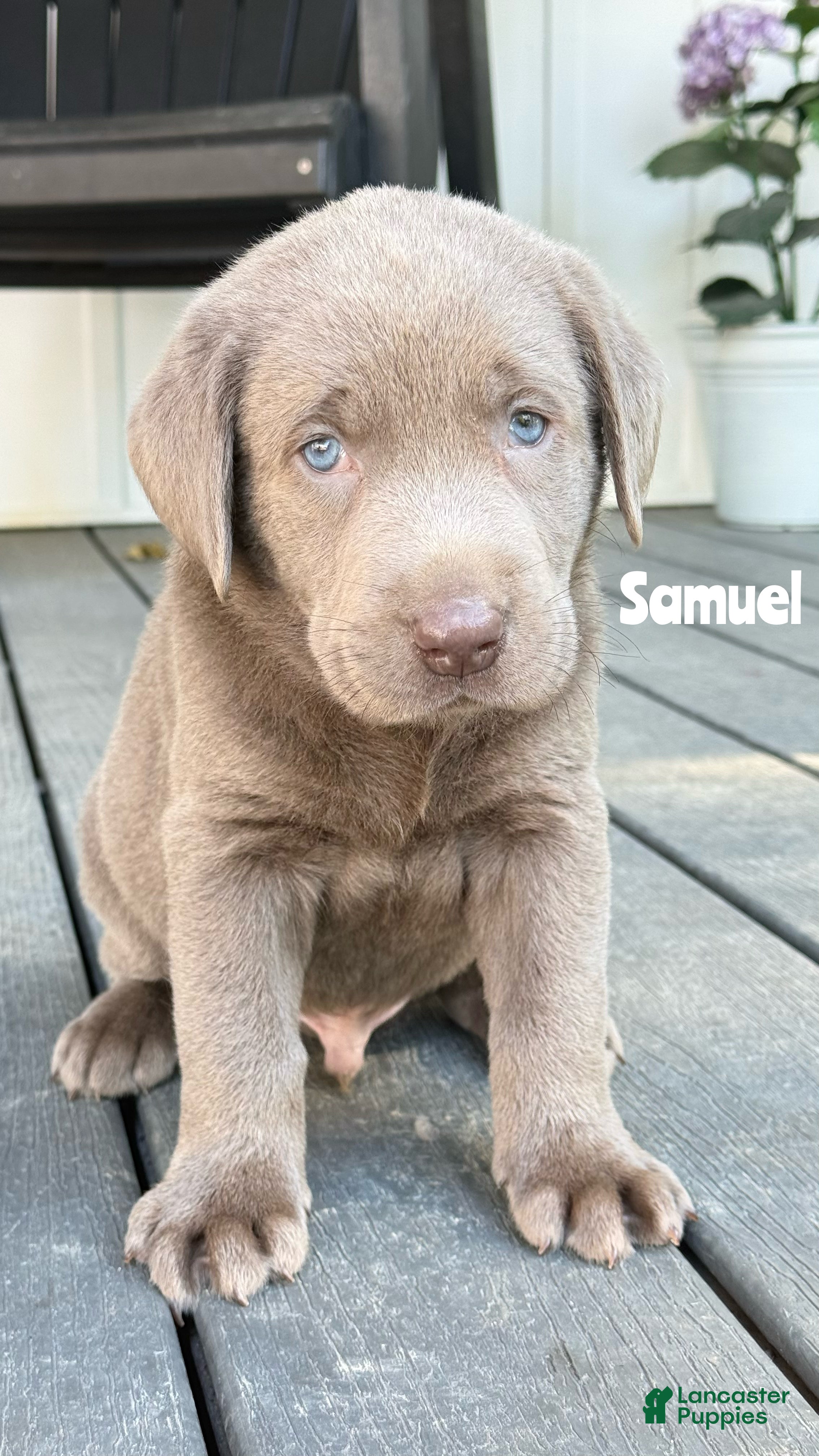 Labrador Retriever dogs for sale: Samuel - Ad 3