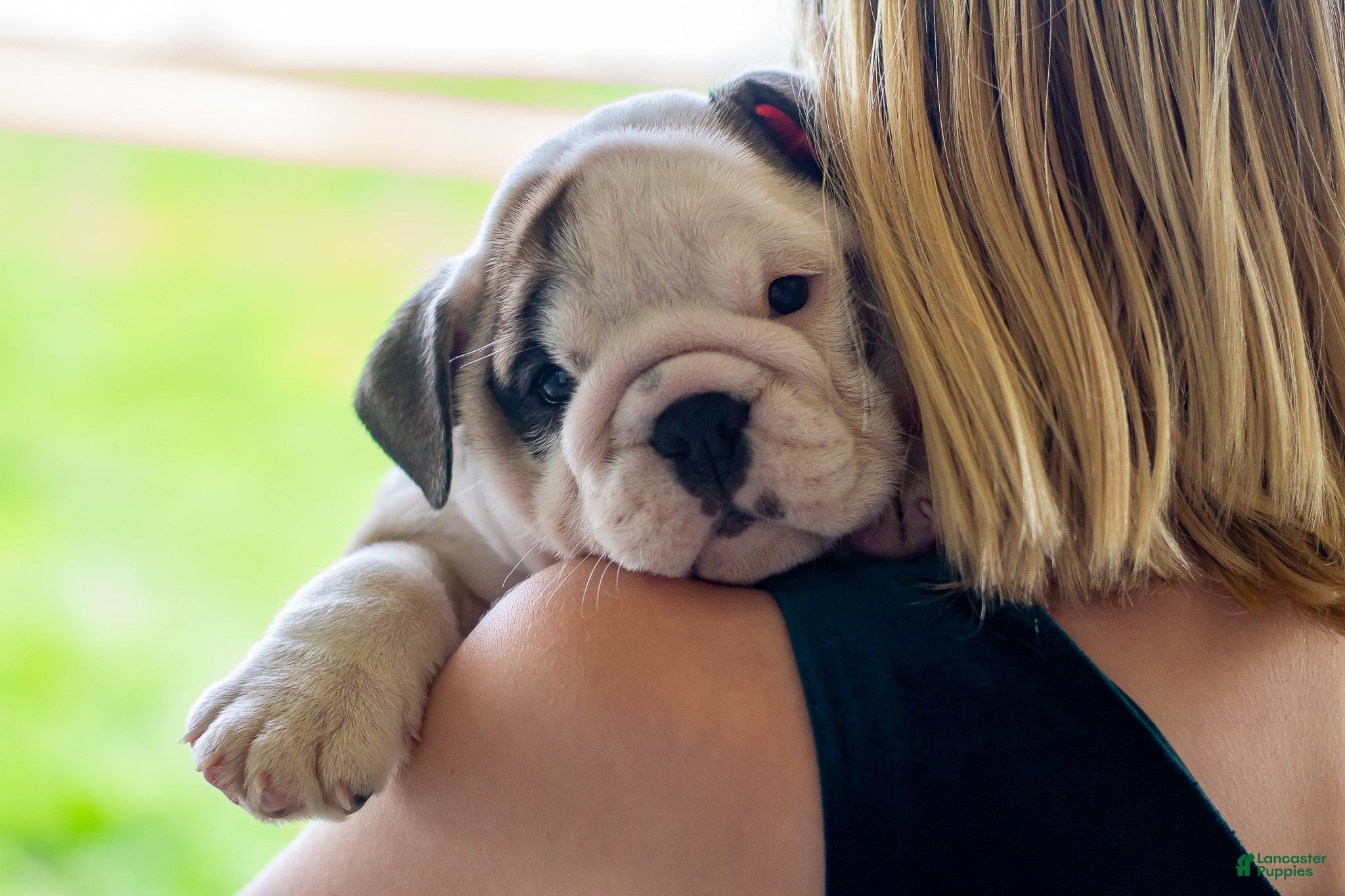 English Bulldog dogs Luna - Ad 2