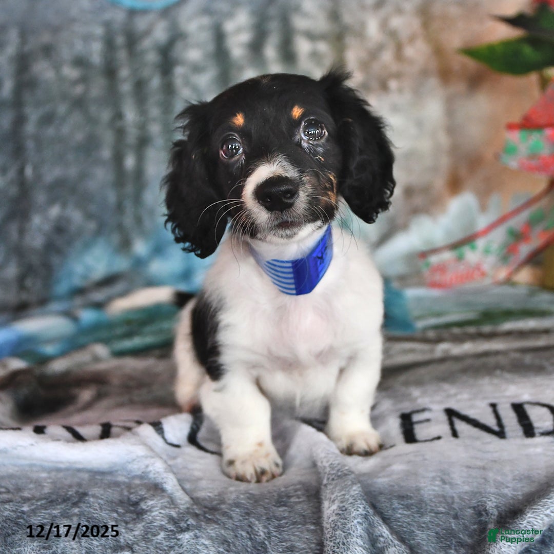 Miniature Dachshund dogs for sale: Master Jack - Ad 2