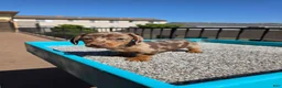 Miniature Dachshund dogs for sale: Rose - Ad 6