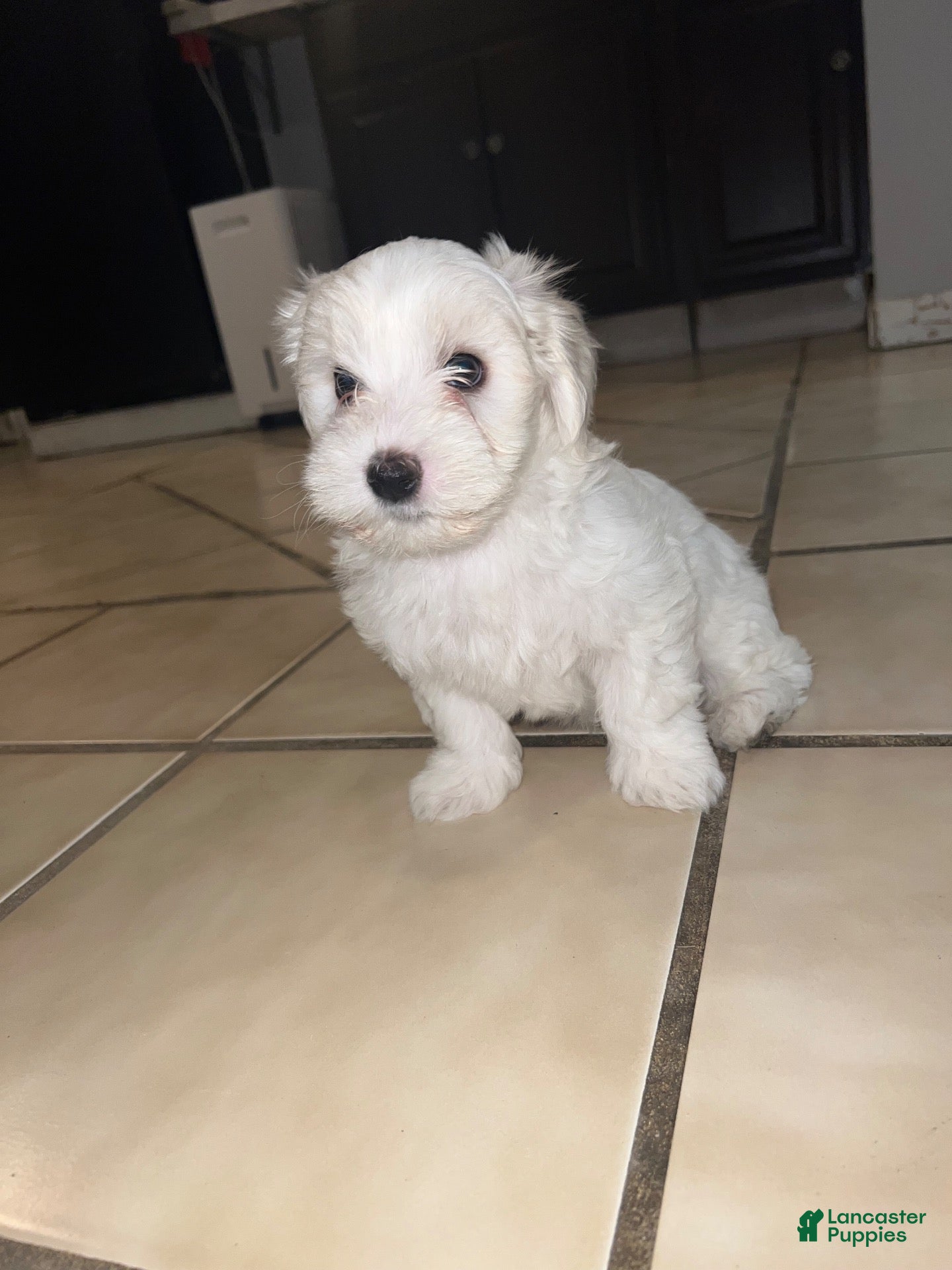Maltese dogs for sale: Maltese 1 - Ad 42