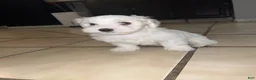 Maltese dogs for sale: Maltese 1 - Ad 1
