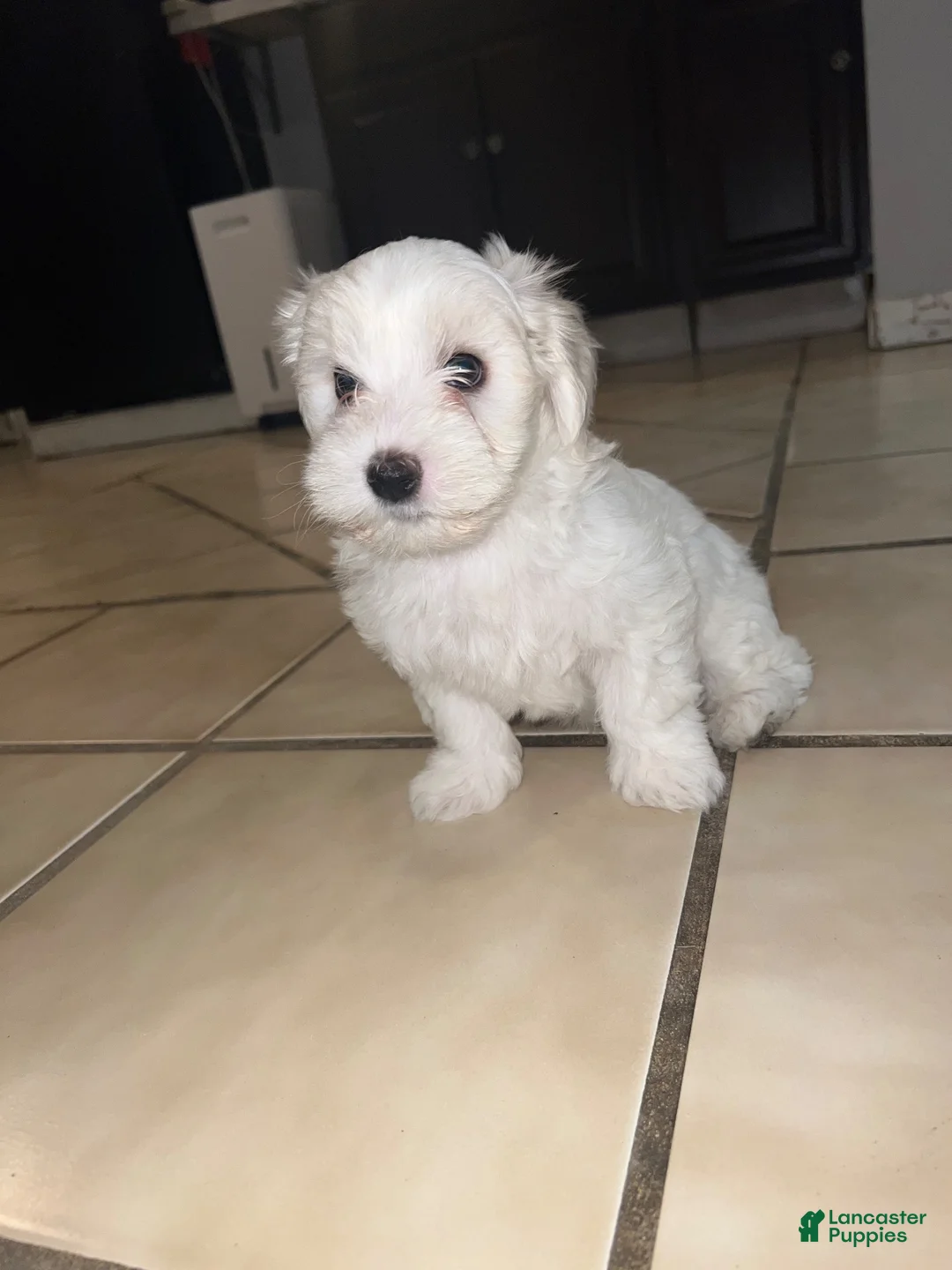 Maltese dogs for sale: Maltese 1 - Ad 1