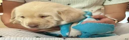 Labrador Retriever dogs for sale: Bear - Ad 2