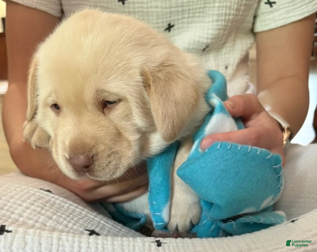 Labrador Retriever dogs for sale: Bear - Ad 2