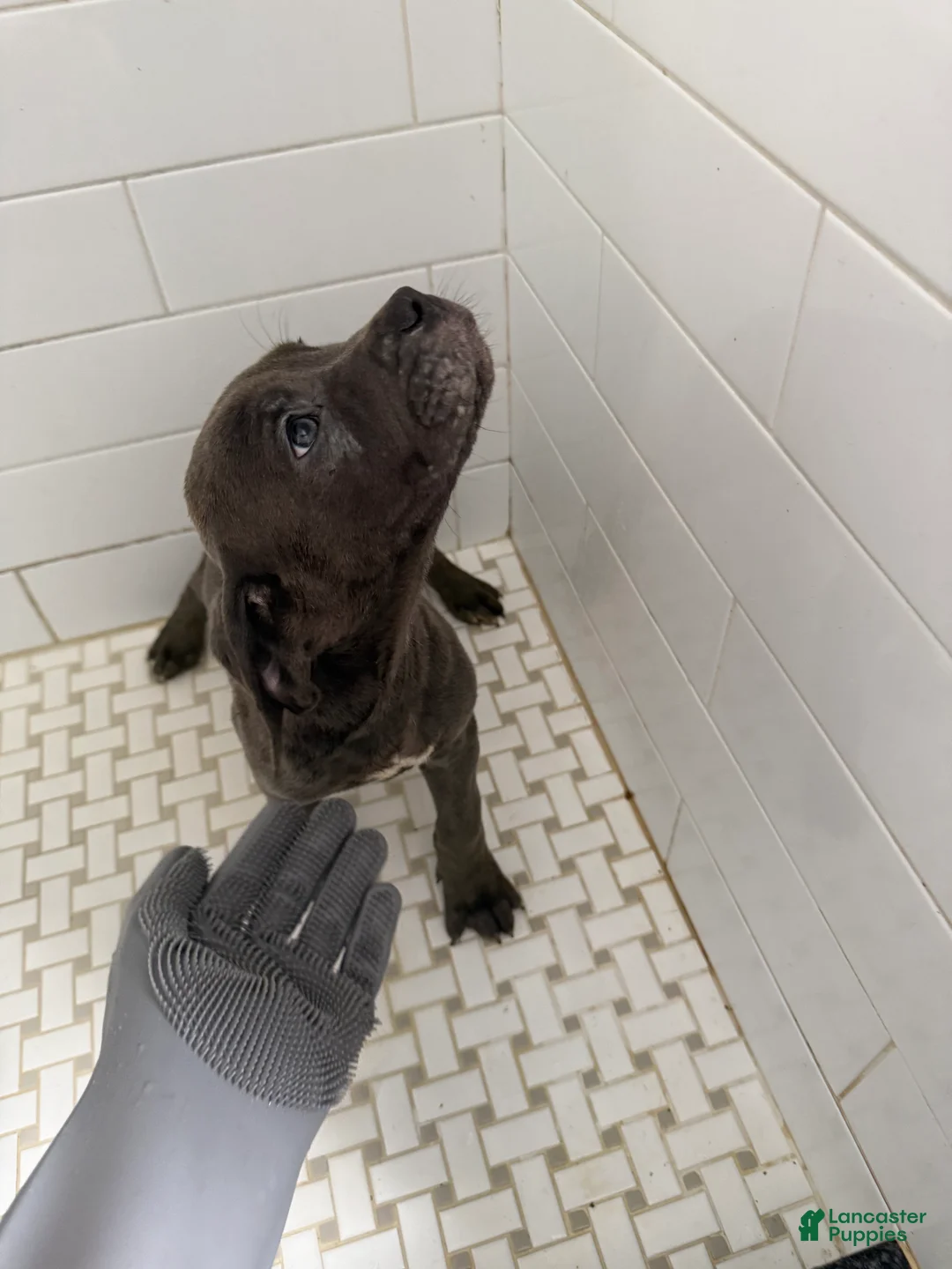 Cane Corso dogs for sale: Cane Corso Puppy 6 - Ad 2
