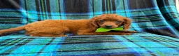Cavapoo dogs for sale: Dakota - Ad 7
