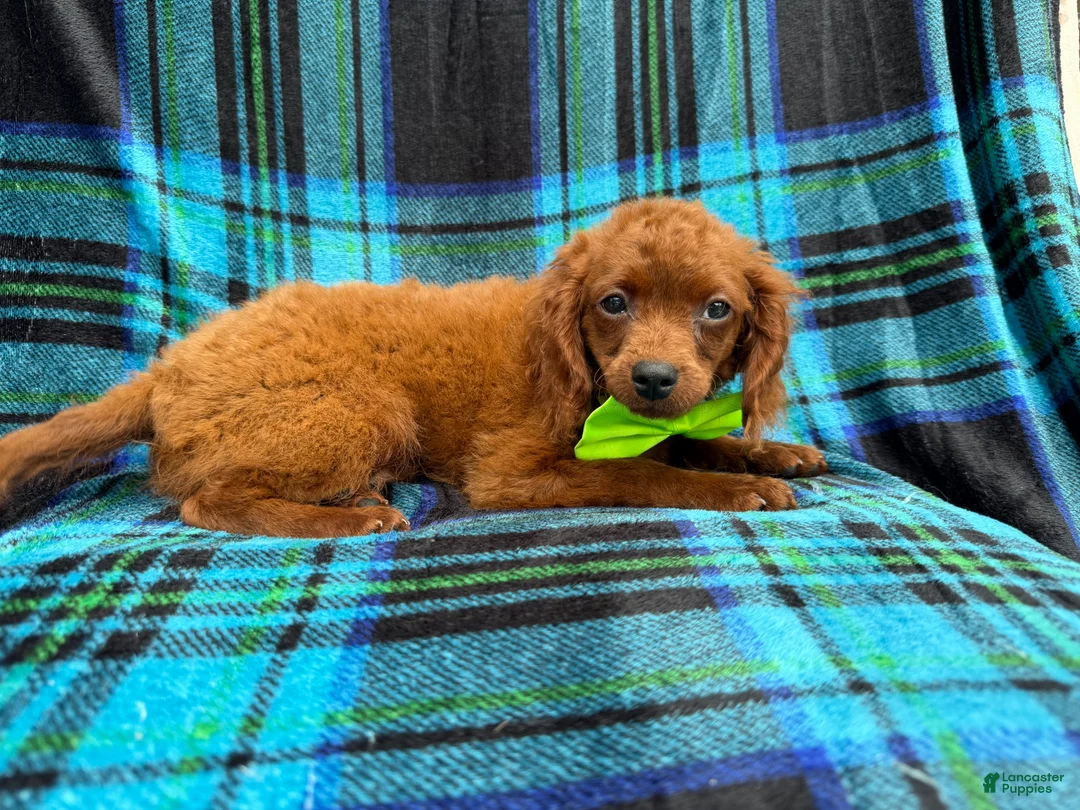 Cavapoo dogs for sale: Dakota - Ad 7